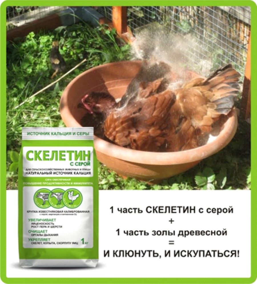 ИСТОЧНИКИ КАЛЬЦИЯ: ПОЧЕМУ РАКУШКИ И СКОРЛУПЫ НЕДОСТАТОЧНО?