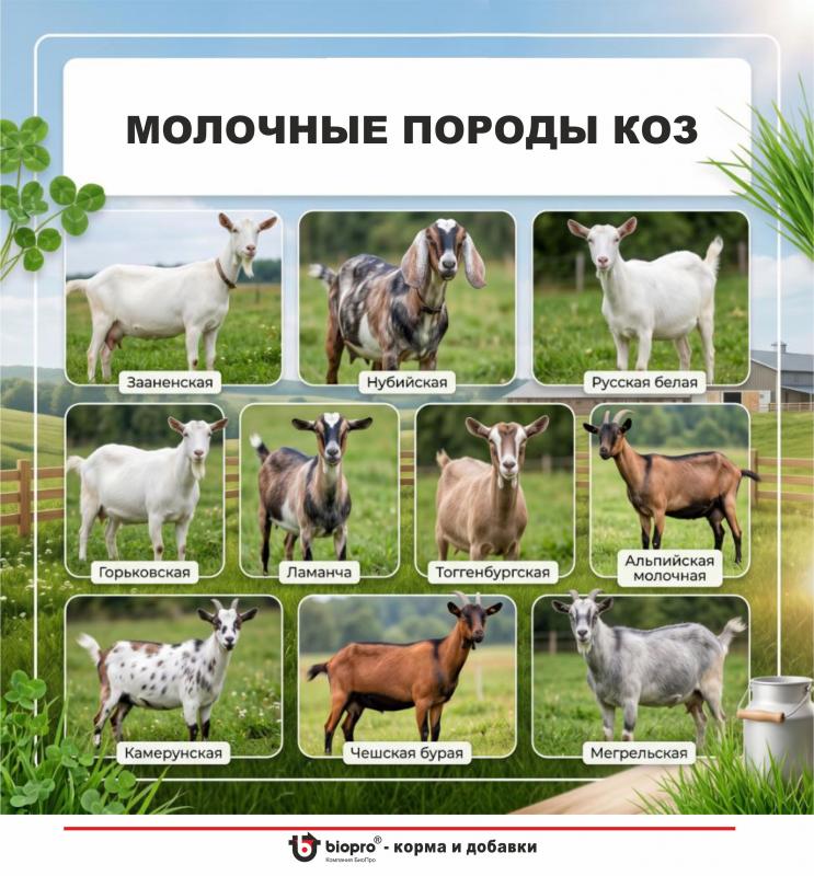 Кормление и содержание коз в ЛПХ: как получить больше молока и сохранить здоровье животных
