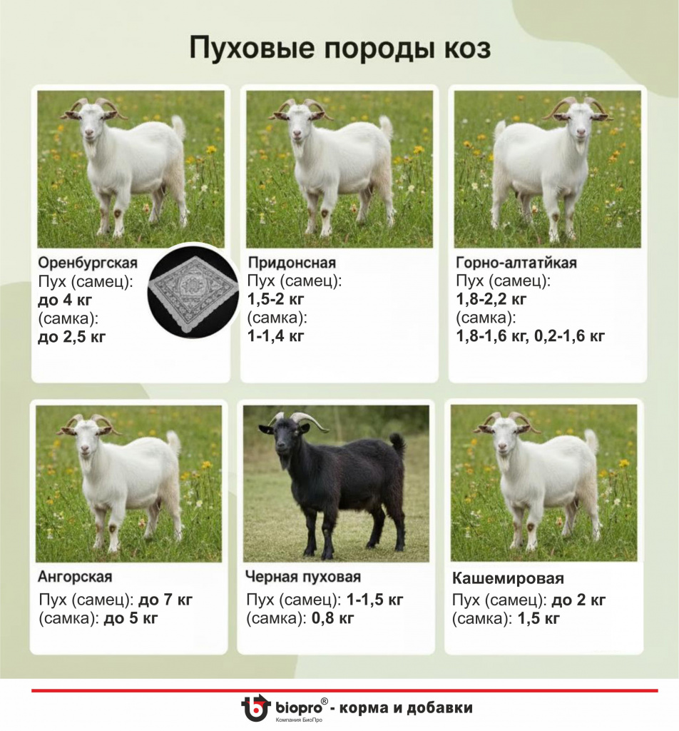 Пуховые породы.jpg