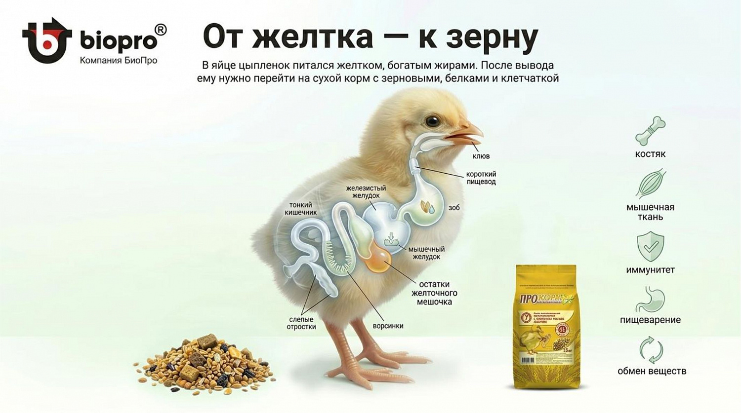 Технология кормления высокопродуктивной несушки: от суточного цыпленка до пика яйценоскости 
